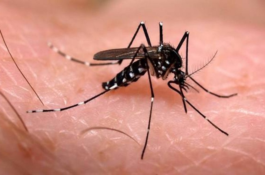 Combate ao Aedes é tratado como prioridade do novo governo