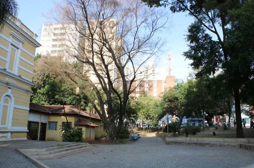 Árvore condenada será removida na Praça do Museu