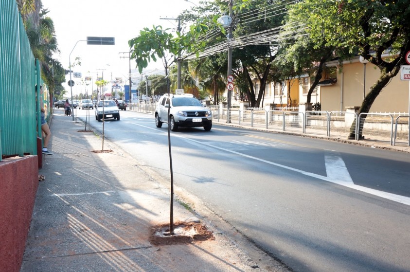 Rua Alberto Ferreira recebe plantio de mudas
