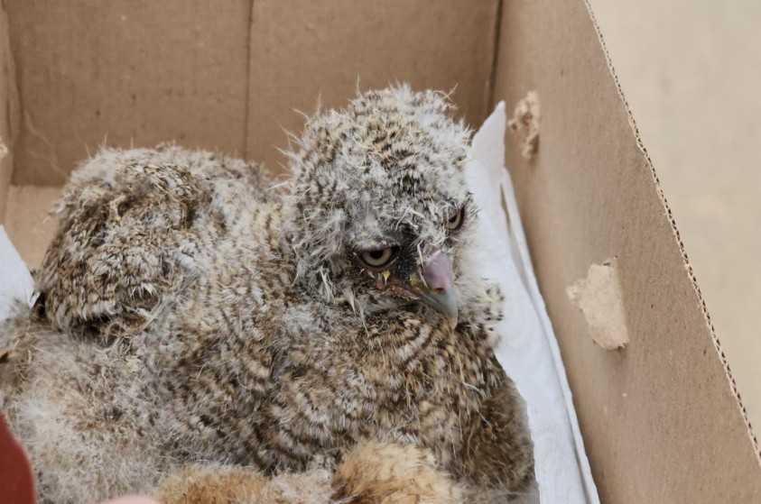 Três filhotes de coruja são resgatados pelo Pelotão Ambiental