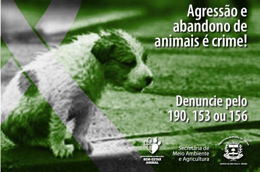 Campanha Dezembro Verde visa combater abandono de animais