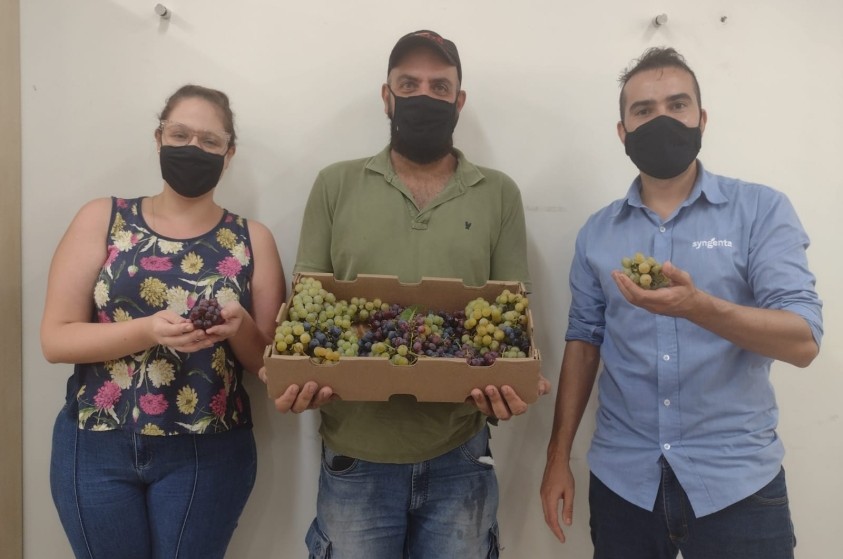 Produtor rural tem primeira colheita de uvas após orientação técnica