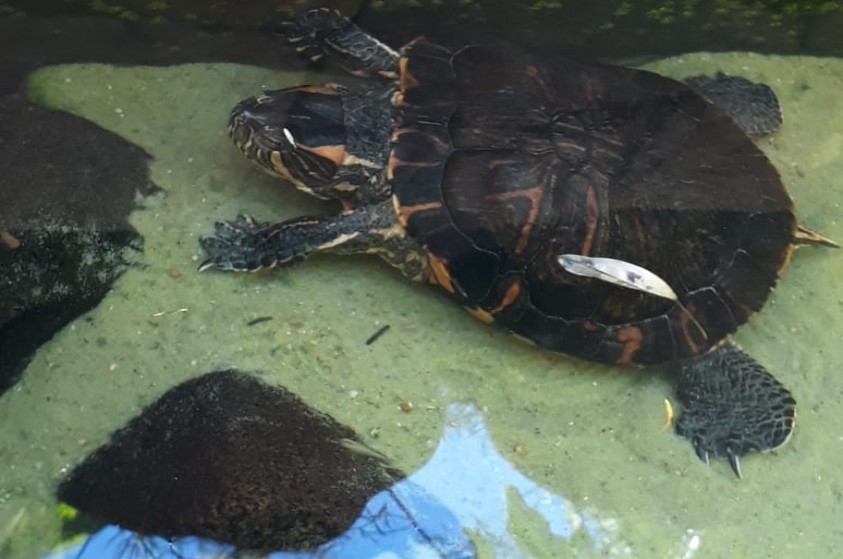 Cativeiro irregular de tartarugas-tigre é identificado pelo Pelotão Ambiental