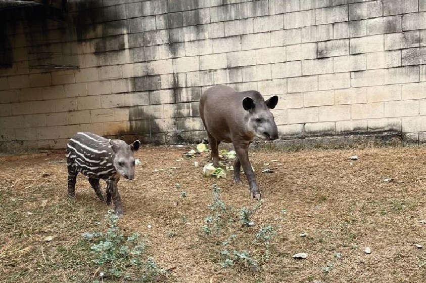 Zoo de Limeira mantém trabalho de preservação de espécies