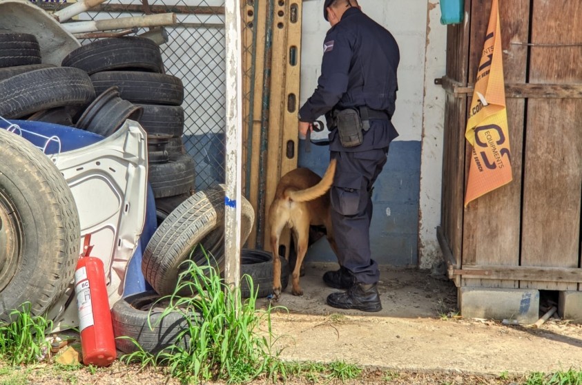 Cão policial Bono participa de treinamento em Jundiaí