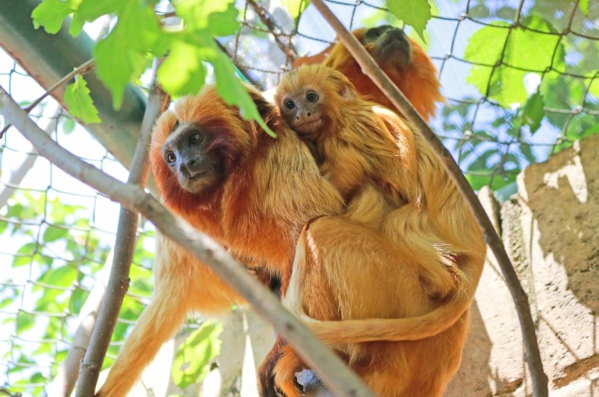 Nasce filhote de mico-leão-dourado no Zoo de Limeira