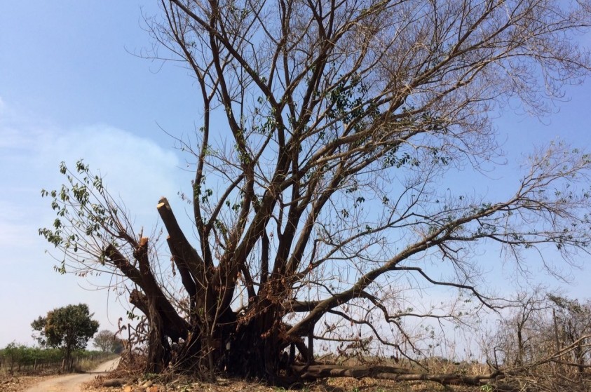 Prefeitura realiza ações para recuperar árvore centenária