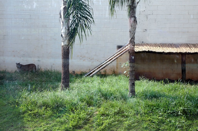 Tronco de palmeira removida é colocado em recintos no Zoológico
