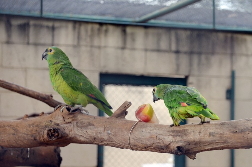 Animais do Zoo recebem sorvete de frutas