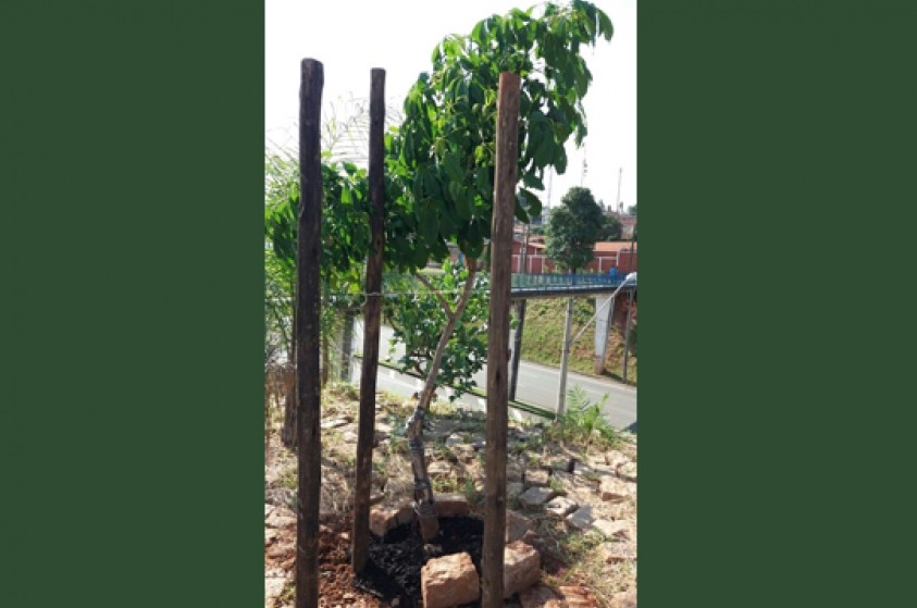 Raro, Ipê-verde vandalizado é replantado na Vila Queiroz