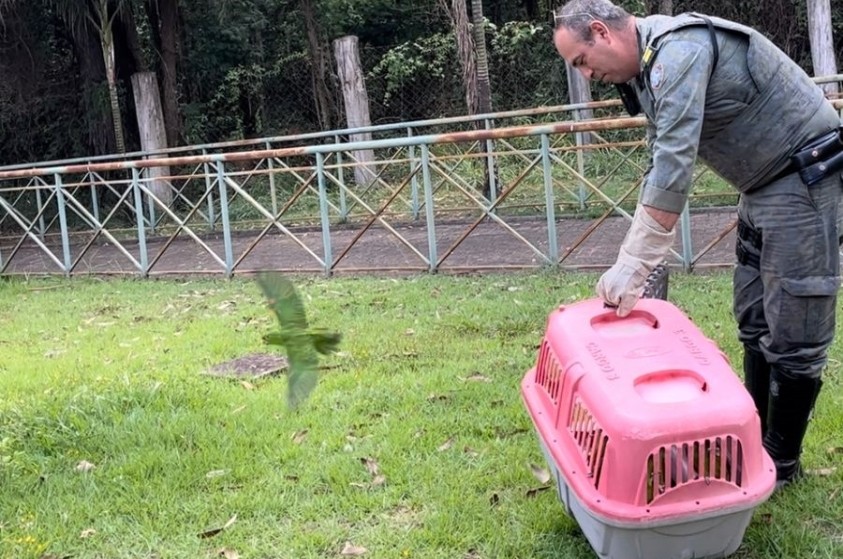 Após cuidados veterinários no Zoo, aves voltam à natureza