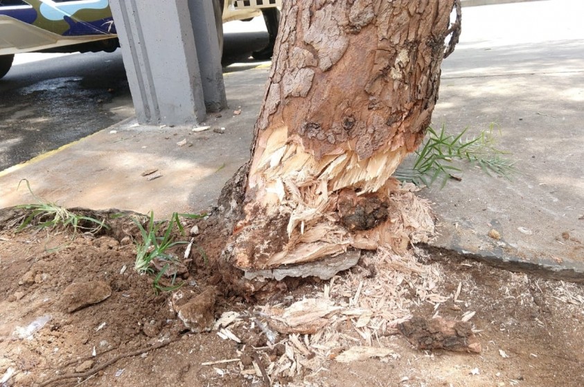 Anelamento de árvore gera multa a morador do bairro São Miguel