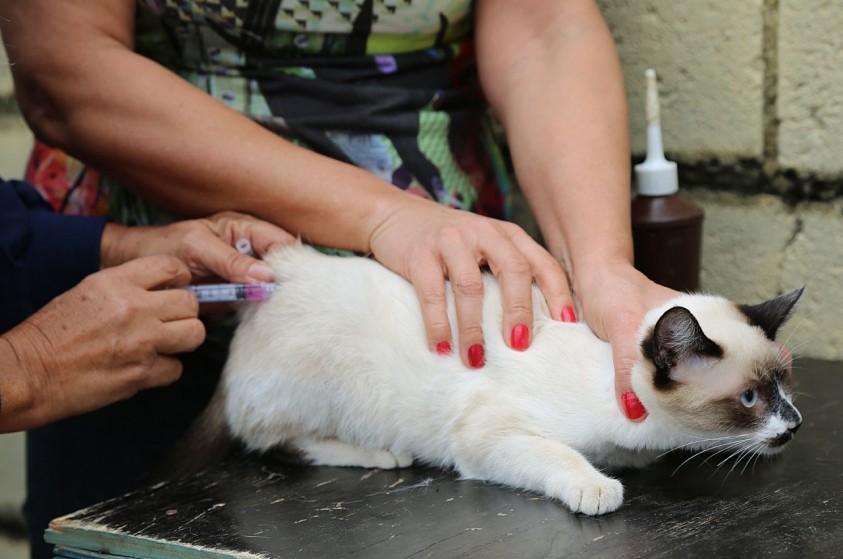 Campanha antirrábica vacina 22.413 animais em Limeira