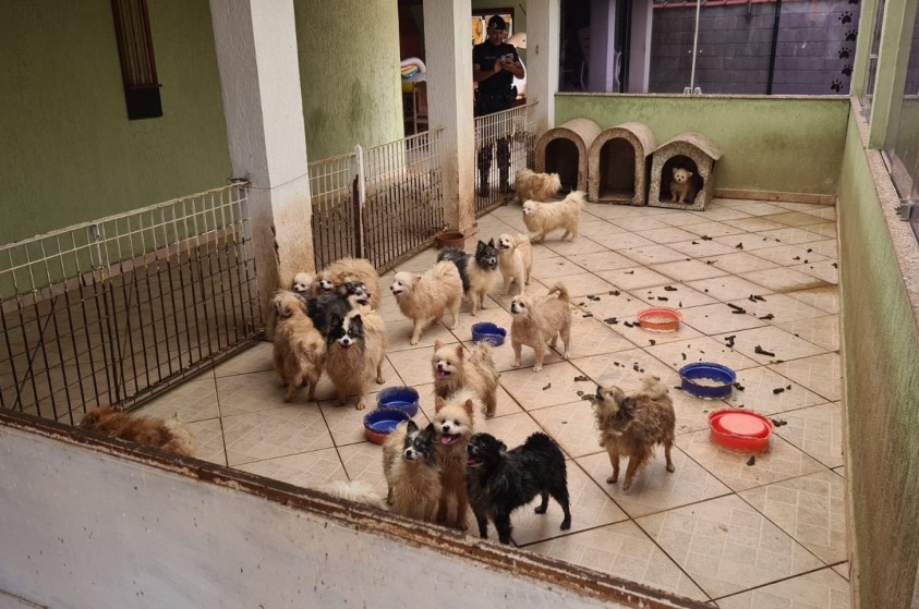 Operação conjunta resgata mais de 130 cães em situação de maus-tratos em Limeira