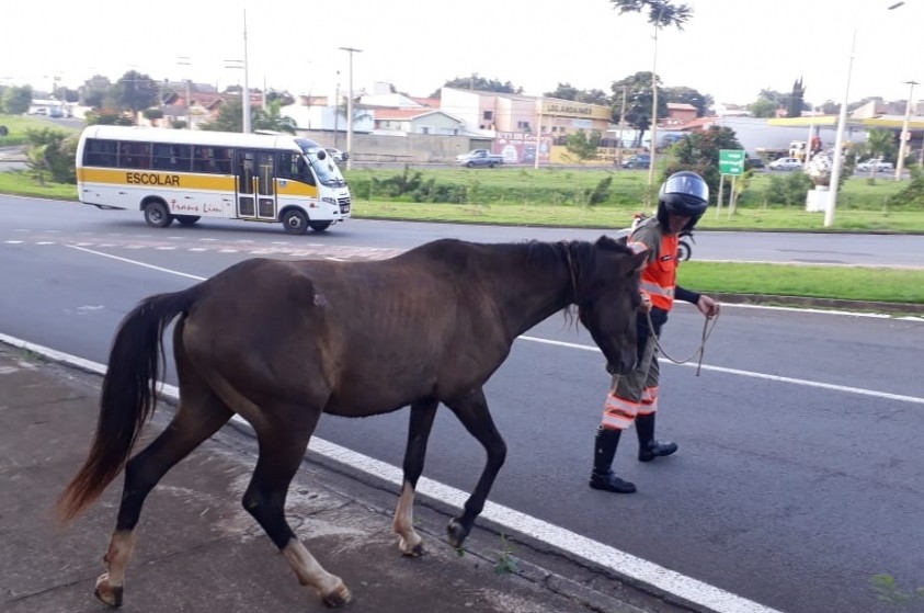 Prefeitura recolhe cavalo abandonado no Anel Viário