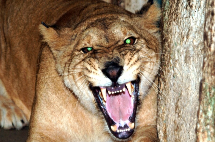 Após 16 anos no Zoo, morre a leoa Nala