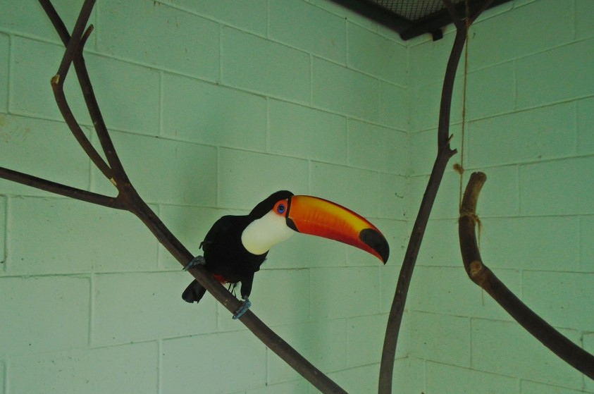 Zoo realiza soltura de tucano