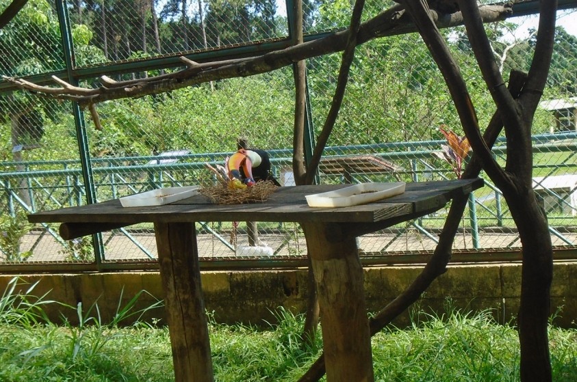 Zoológico de Limeira realiza enriquecimento ambiental