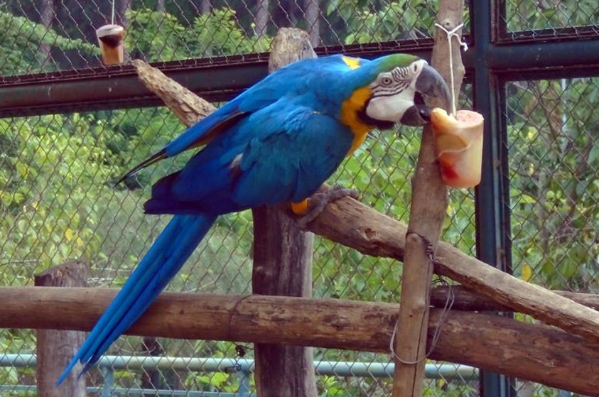 Animais do Zoo recebem alimentação especial para enfrentar o calor