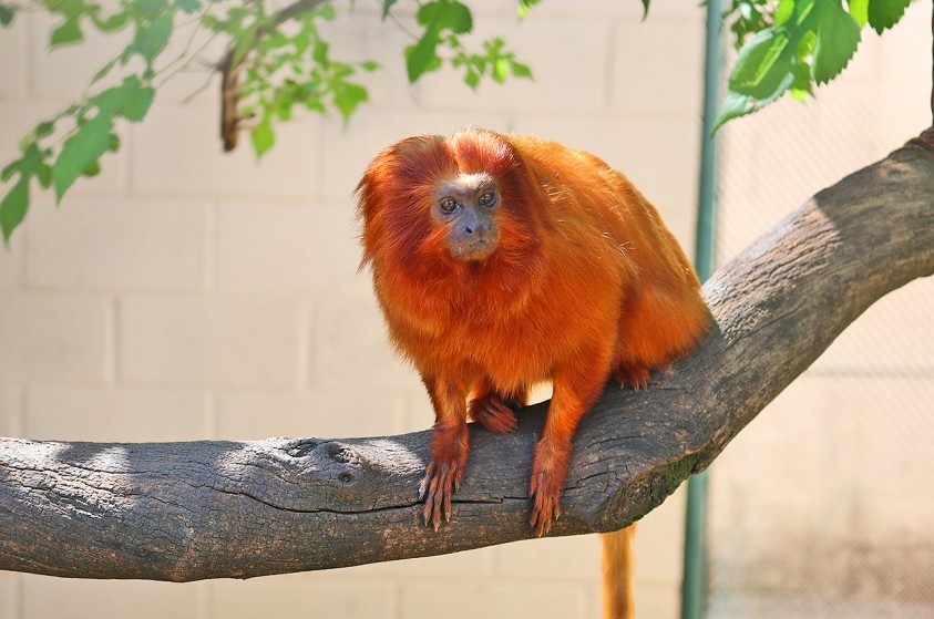 Zoo de Limeira recebe dois novos moradores: um mico-leão-dourado e um lobo-guará